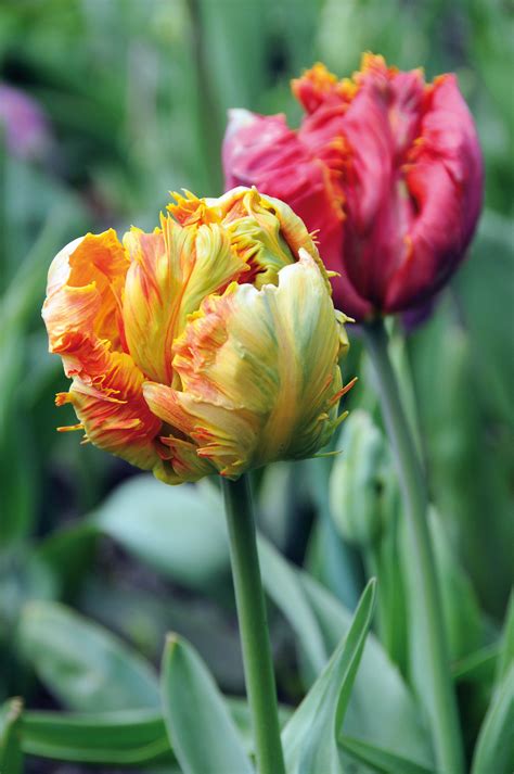 city of flowers per eccellenza|«City of flowers, per eccellenza» .